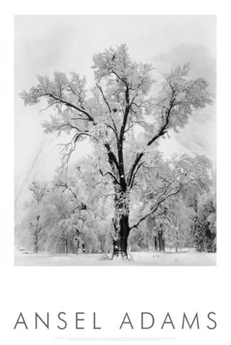 Oak Tree, Snowstorm, Yosemite National Park, California, 1948