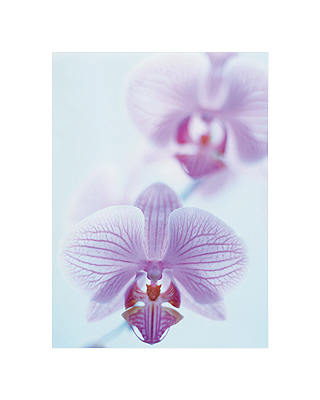 Two Orchids