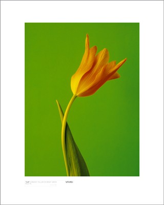 Tulip, Sunburnt Yellow on Bright Green
