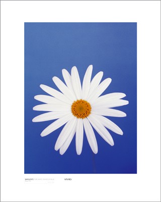 Marguerite, Pure White on Reflex Blue