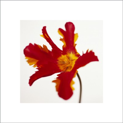 Parrot Tulip, Bright Red on White