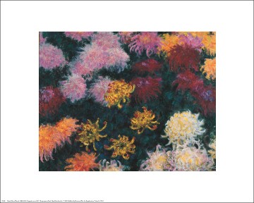 Chrysanthemum, 1897