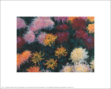 Chrysanthemum, 1897