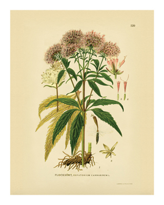 Botanical Series 520