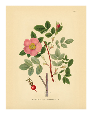 Botanical Series 293