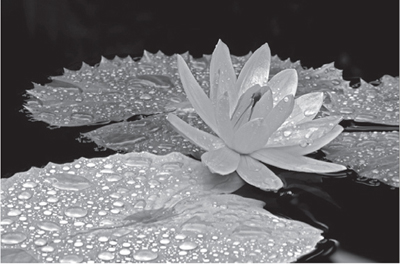 Droplets on Water Lily