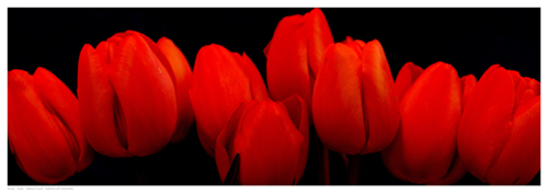 Crimson Tulips