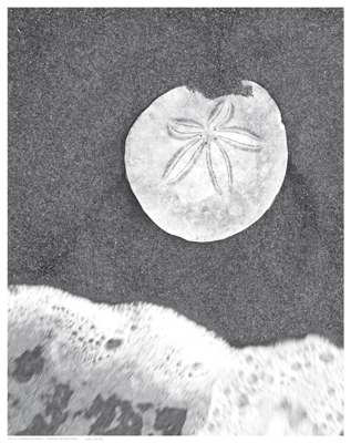 Sand Dollar and Surf