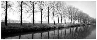 Trees Along the Canal
