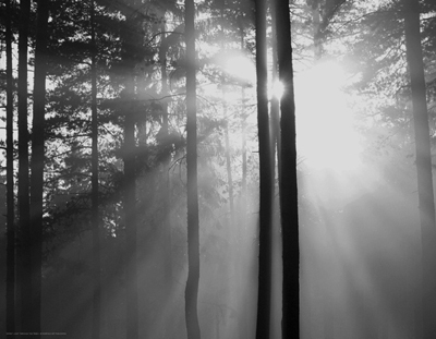 Light Through the Trees I