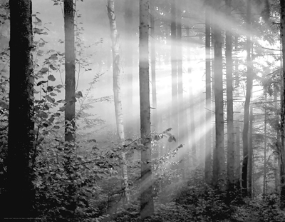 Light Through the Trees II