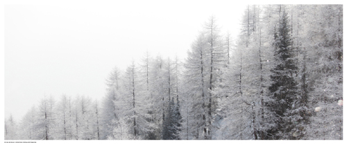 Winter Pines