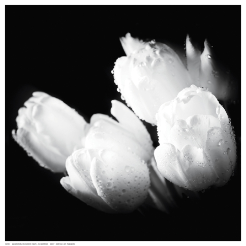 Water Droplets on White Tulips