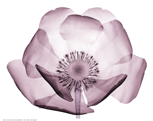 Beautiful Translucent Lavender Poppy