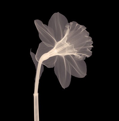 Veiled Blossom (Sepia)