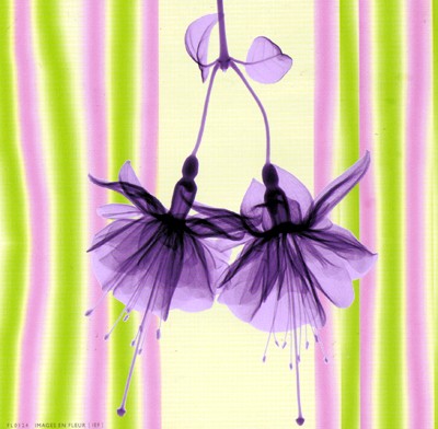 Bridal Veil in Lilac Shimmer