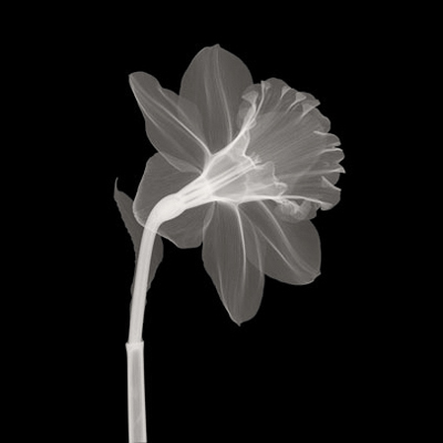Veiled Blossom