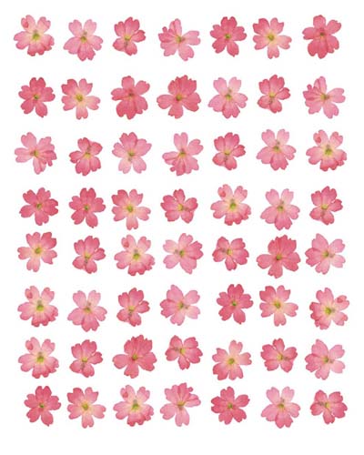 Eight Lines of Pink Flowers