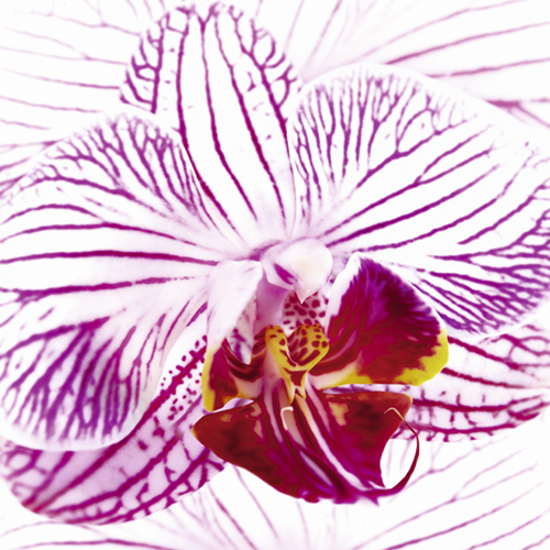 Orchid I