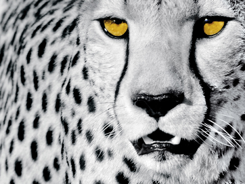White Cheetah