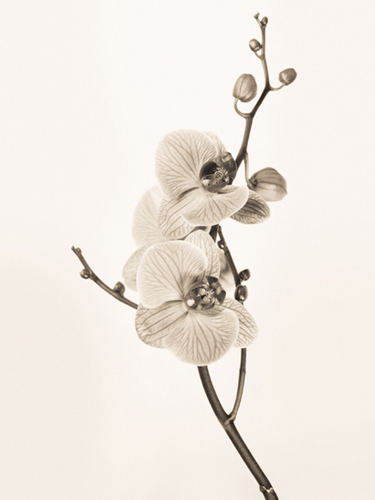 Orchids in Sepia Tones