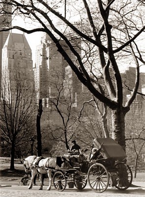 Central Park / Carriage
