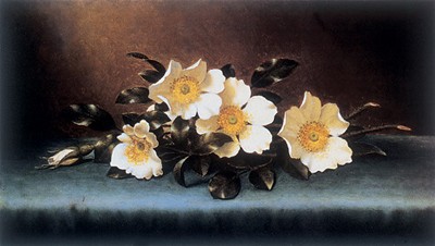 Four Cherokee Roses
