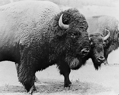 Wild Buffalo on the Plains, c. 1940-46