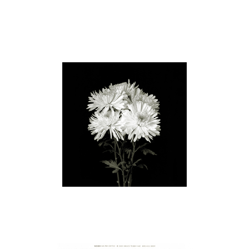 Flower Series IX