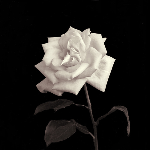 Rose, Flower Series VIII