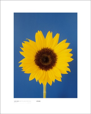 Sunflower, Burnt Yellow on Deep Blue