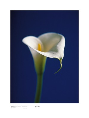 Arum Lily, White on Blue Background