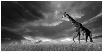 Giraffe, African Skies