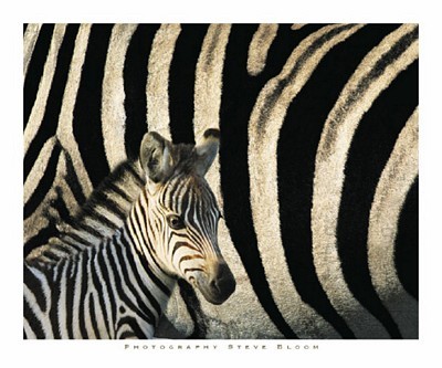 AFRICAN WILDLIFE ART PRINT Two Zebras Rolf Knie 