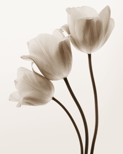 Composition with Three Tulips