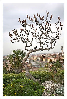 Birds on a Dante Tree
