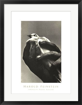 Framed Art Bird in Hand, 1957 by Harold Feinstein | 26 x 19