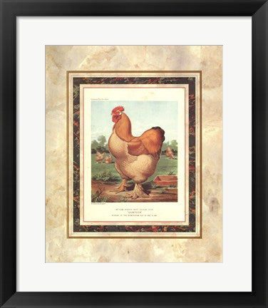 Framed Art Buff. Cochin Cock (from Cassell's Poultry Book) by J.W. Ludlow