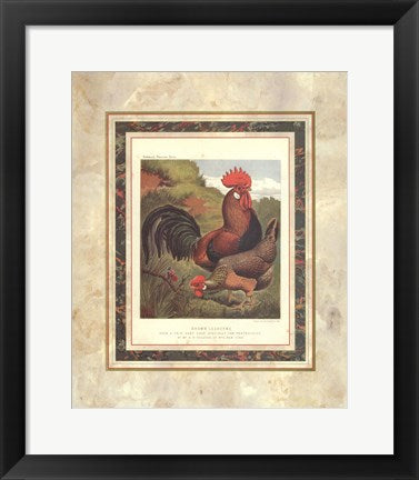 Framed Art Brown Leg Horn (from Cassell's Poultry Book) by J.W. Ludlow