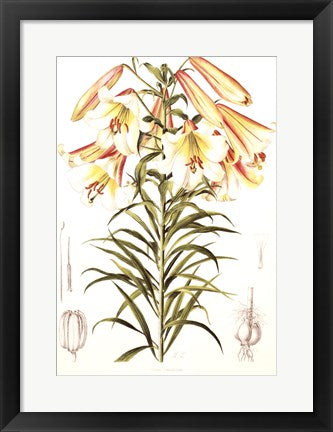 Framed Art Lilium Centifolium by Lilian Snelling | 20 x 14