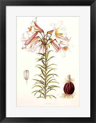Framed Art Lilium Regale by Lilian Snelling | 20 x 14