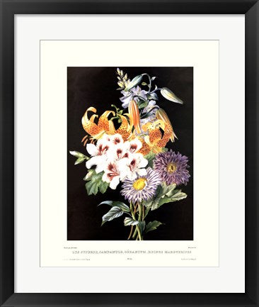 Framed Art Geranium 20 x 16
