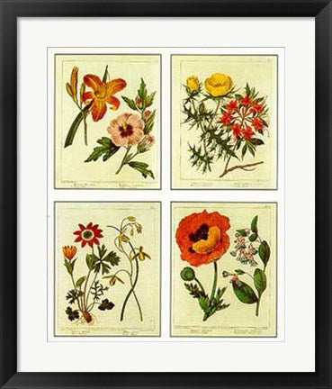Framed Art Botanical, 4 Up by Edwards | 22 x 18