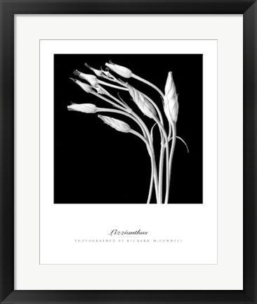 Framed Art Lizzianthus by Richard McConnell | 19 3/4 x 15 3/4