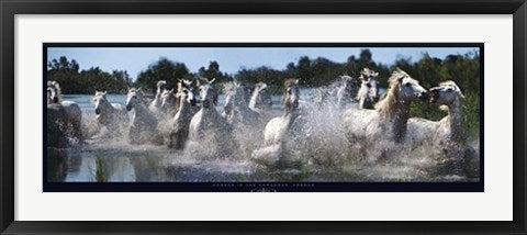 Framed Art Horses in the Camargue, France by Steve Bloom | 13 x 37