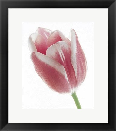 Framed Art Tulip in Bloom by Prisma | 15 3/4 x 11 3/4