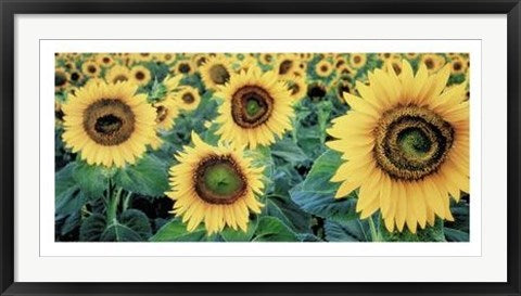 Framed Art Sunflowers by Tim Gartside | 19 3/4 x 39 1/2