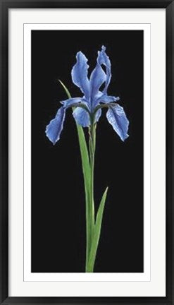 Framed Art Iris by Andrea Fontana | 39 1/2 x 19 3/4