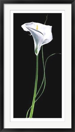 Framed Art Calla Lily by Andrea Fontana | 39 1/2 x 19 3/4