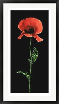 Framed Art Poppy by Andrea Fontana | 39 1/2 x 19 3/4